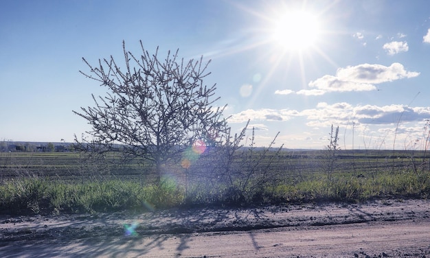 Landscape is summer Green trees and grass in a countryside landscape Nature summer day Leaves on the bushes