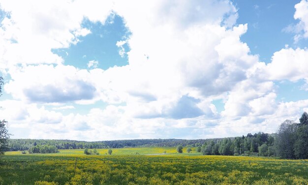 Landscape is summer Green trees and grass in a countryside landscape Nature summer day Leaves on the bushes