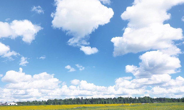 風景は夏です 田園風景の緑の木々と草 自然の夏の日 茂みの葉