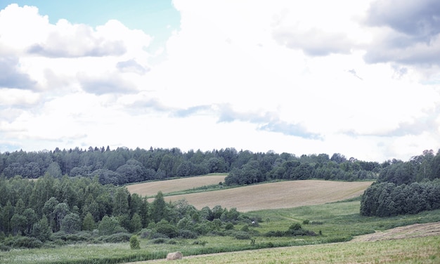 Landscape is summer. Green trees and grass in a countryside landscape. Nature summer day. Leaves on bushes.