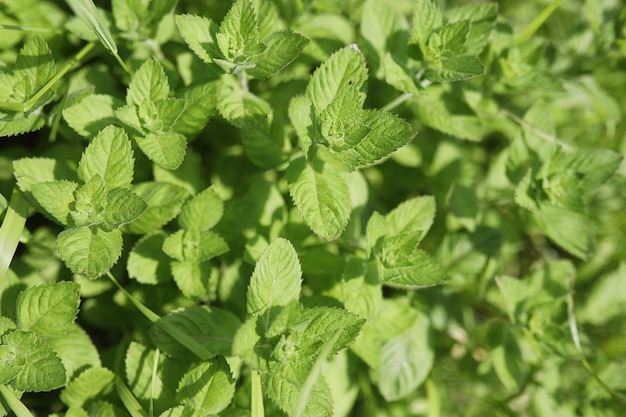 風景は夏です。田園風景の中の緑の木々や草。自然の夏の日。茂みの葉。