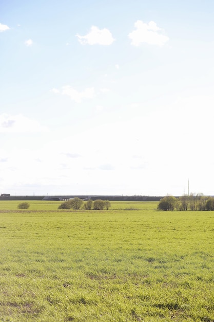 Photo landscape is summer green trees and grass in a countryside landscape nature summer day leaves on bushes