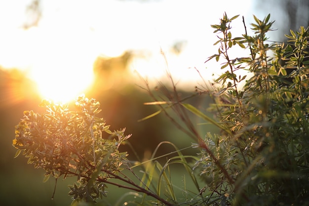 Landscape is summer. Green trees and grass in a countryside landscape. Nature summer day. Leaves on bushes.