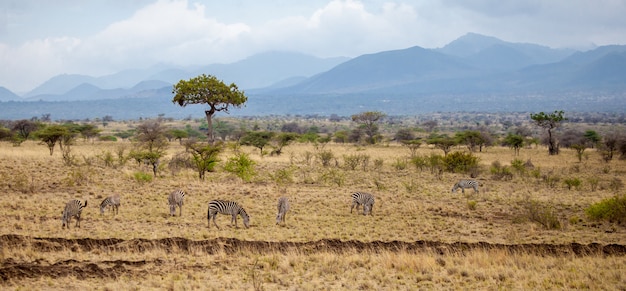 Paesaggio in kenya, con animali, alberi e colline