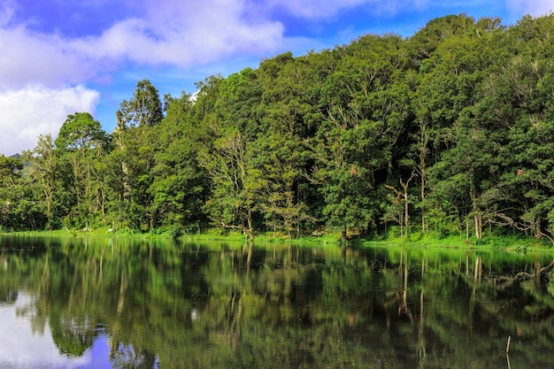 木々に囲まれた湖の風景