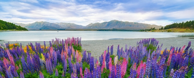 Paesaggio nel lago tekapo lupine field in nuova zelanda