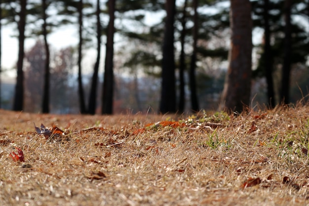 Landscape of late autumn