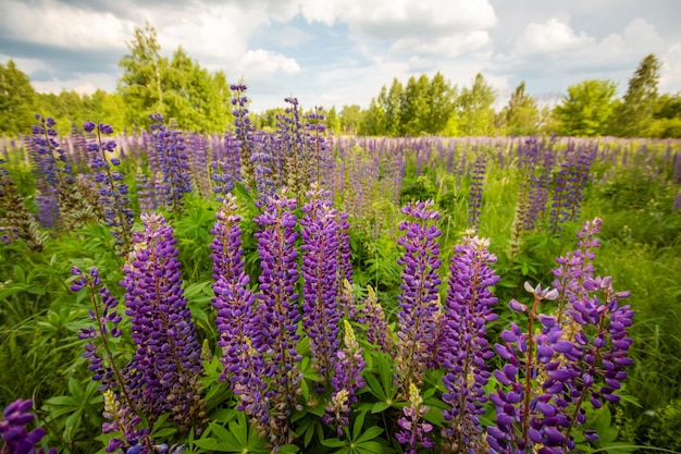 Landscape of lupine flowers blooming in the countryside