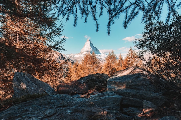 Photo landscape of matterhorn mountain with golden pine forest covered in autumn near grindjisee lake at zermatt switzerland