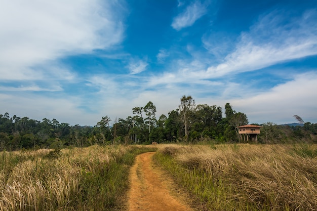 Landscape of Meadow with tree, Khao Yai National Park, Thailand