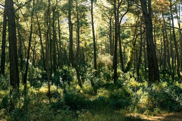 Photo landscape of mediterranean coniferous woodland in anatolia