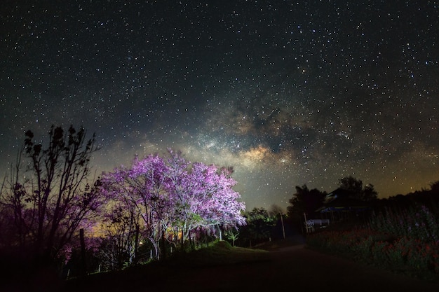 Landscape milky way galaxy and cherry blossom pathway in khun\
wang chiangmai