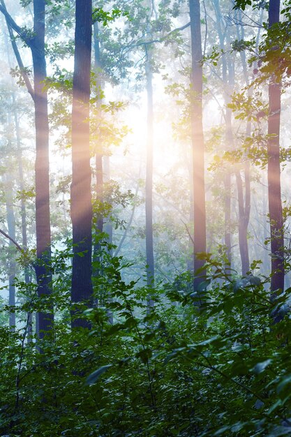 풍경 : 숲 속에서 아침. 태양 광선은 나무 줄기를 통과합니다.