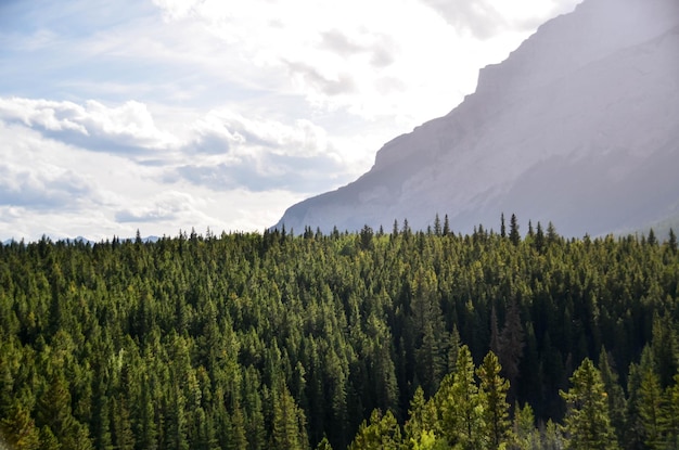 Landscape of mountain range with pinetree forest in Canada