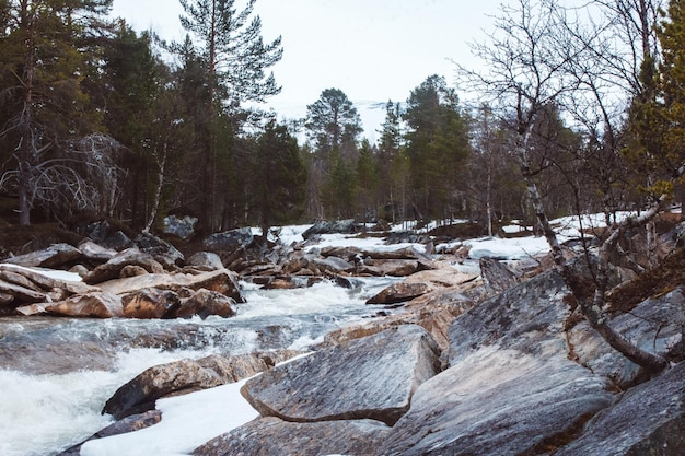 Paesaggio del fiume di montagna che scorre tra rocce e foreste posto per testo o pubblicità