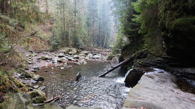 Landscape of a mountain river in the forest in early autumn and late summer. water in a natural stream. beautiful and relaxing forest with a river. River deep in mountain forest. Nature composition.