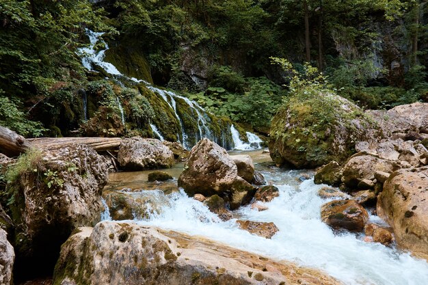 Landscape, mountain river and forest, water flowing over rocks, plants and greenery by the stream