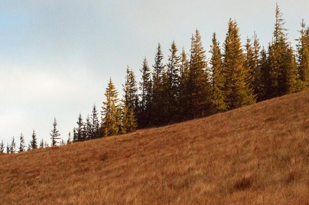 landscape in the mountains pine autumn forest and yellow grass pattern poster postcard