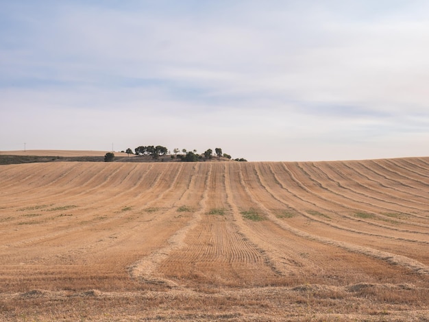 Landscape of a mowed field with long piles of dry grass ready to be collected, ascending to an area of trees with a nice sky with clouds in the background