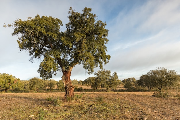 Paesaggio nel parco naturale di cornalvo. extremadura. spagna.