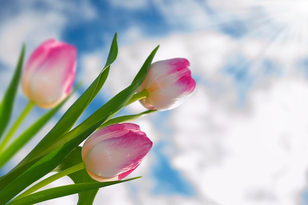 Landscape Natural view of tulip flowers bloom in garden with green grass 8 march