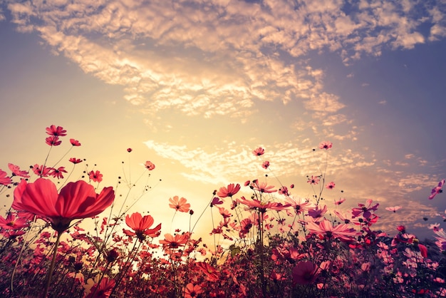 美しいピンクと赤のコスモスの風景の背景日の出と花のフィールド。ヴィンテージ色調