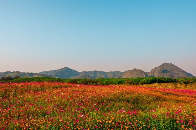 Landscape nature background of  mountain and meadow covered 