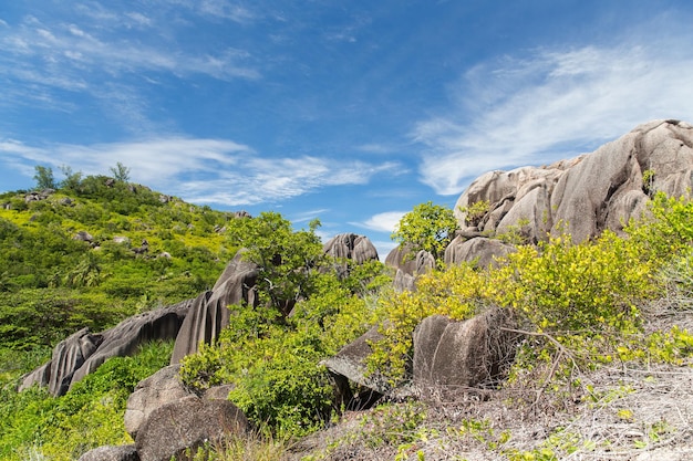 landscape and nature concept - stones and vegetation on seychelles island