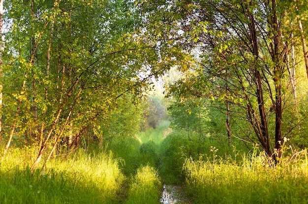 自然の田舎の風景