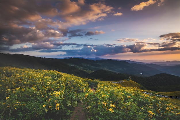 Landscape nature flower Tung Bua Tong Mexican sunflower field, Mae Hong Son, Thailand