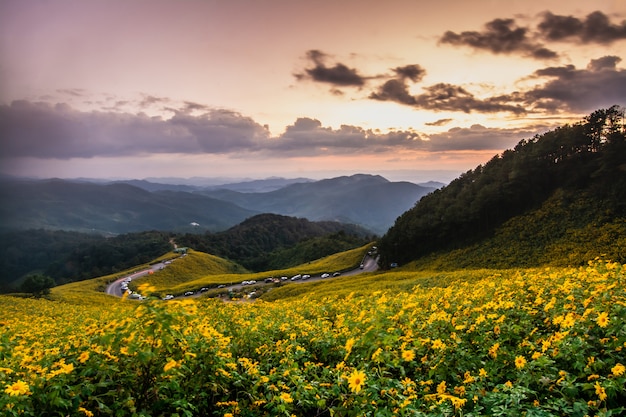 Пейзаж природа цветок Tung Bua Tong мексиканское поле подсолнечника, Mae Hong Son, Таиланд