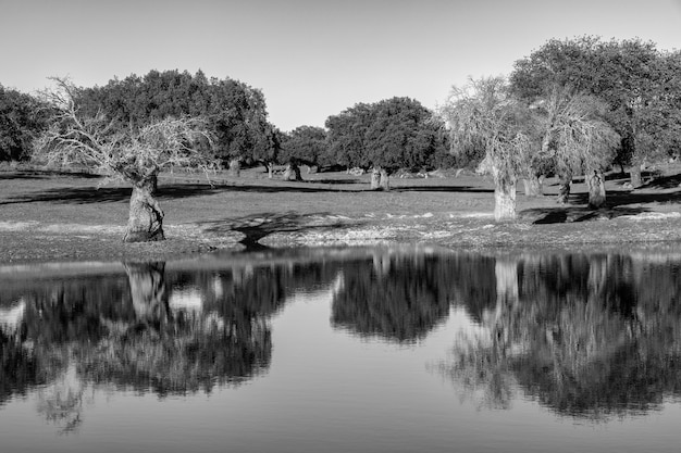 Landscape near Arroyo de la luz. Extremadura. Spain.