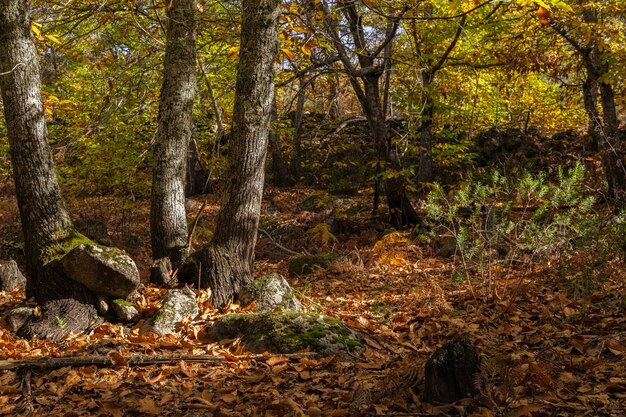 Landscape near Montanchez Extremadura Spain