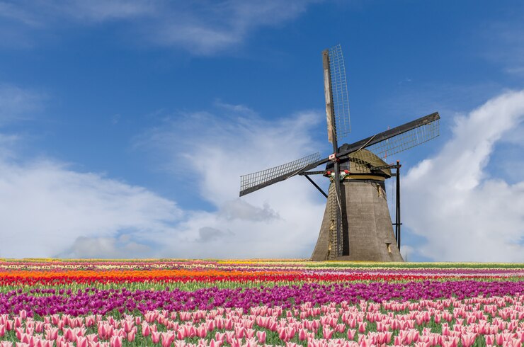 Photo landscape of netherlands bouquet of tulips and windmills in amsterdam, netherlands.