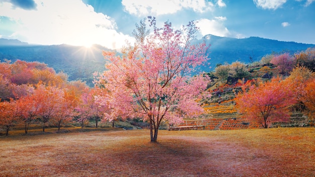 写真 夕方、春の季節の美しいピンクの桜の木の風景