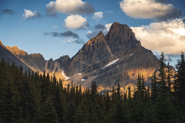 写真 カナダのモミの木の森と背景の山並みの風景