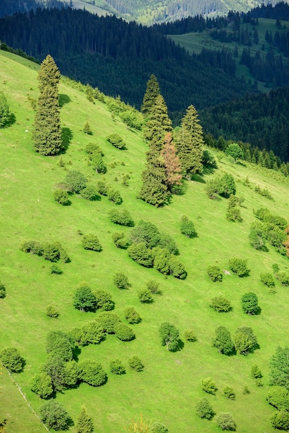 写真 春の晴れた日のカルパティア山脈の新緑の丘の風景。