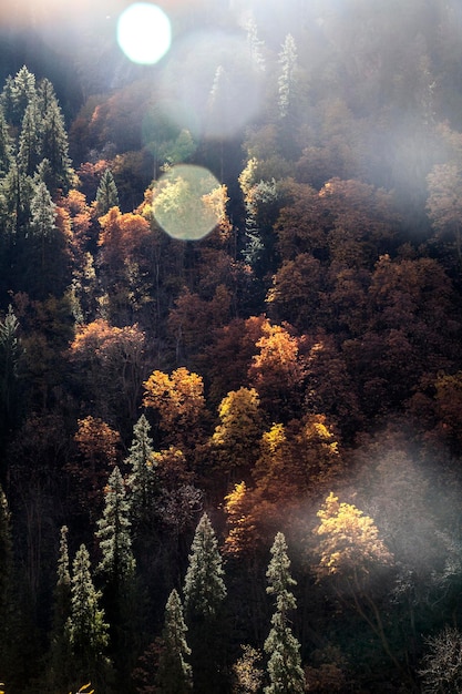 写真 ヒマラヤの自然の風景