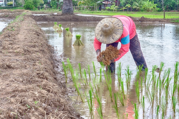 Фото Пейзаж рисовых полей с сельскими жителями