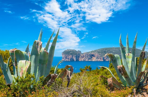 写真 サルデーニャ島のカッチャ岬の海岸の風景