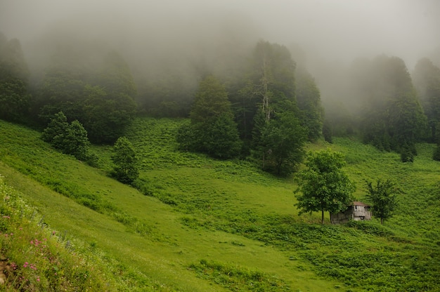 写真 霧の中で常緑樹林の緑のフィールドに立っている木造住宅の風景