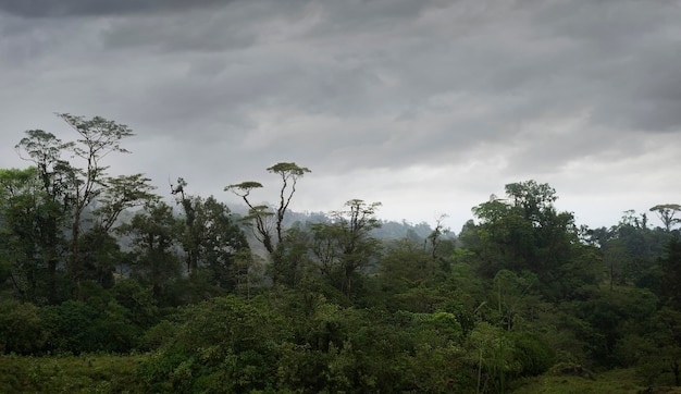 사진 중앙 아메리카의 숲에 안개가 낀 나무와 덤불의 풍경