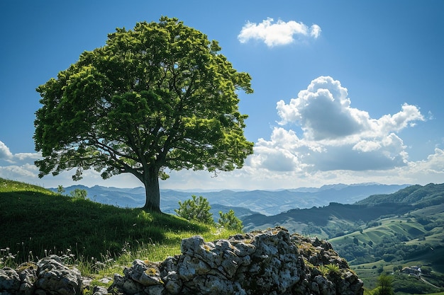 写真 美しい日の風景