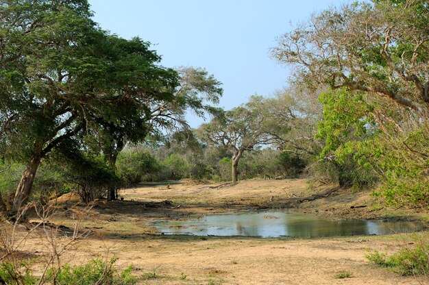 写真 スリランカ島の国立公園の風景