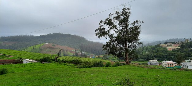 Photo landscape of ooty