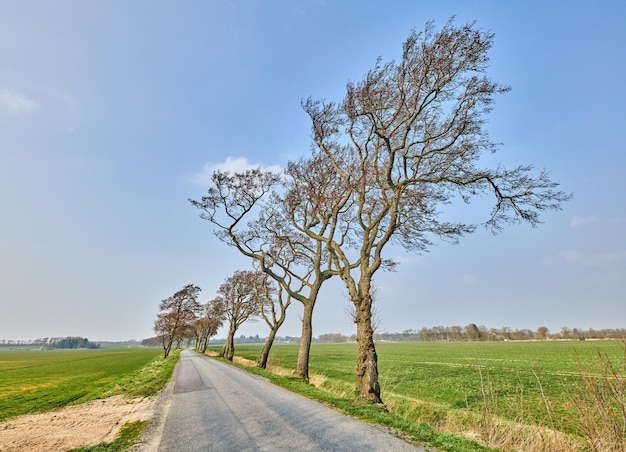 Landscape of open road near leaning trees due to strong winds A beautiful windy summer day with roadway or route near land covered by grass pasture or meadow Peaceful traveling path for vacation