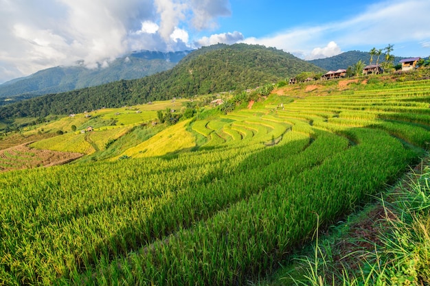 Landscape of Pa Pong Piang Rice Terraces with homestay on mountain