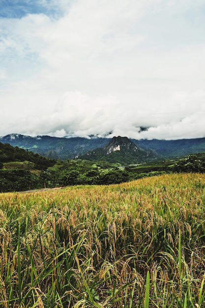 Landscape Paddy rice field