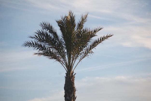 Пейзаж пальмы в течение дня с ясным небом