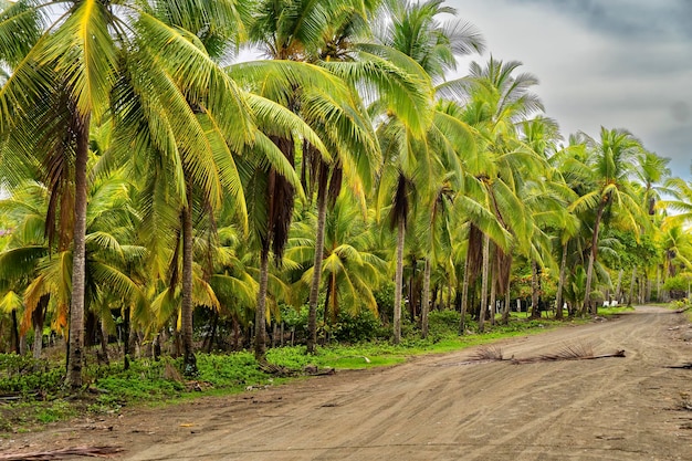 Paesaggio di palme in un villaggio di pescatori